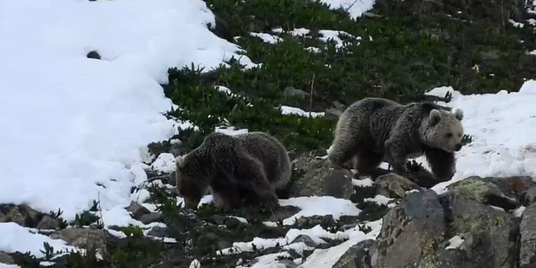 Kış uykusundan uyanan ayıların yiyecek arayışı kamerada