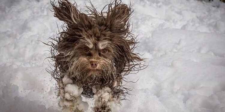Komedi Evcil Hayvan Fotoğraf Ödülleri’nde finalistler belli oldu