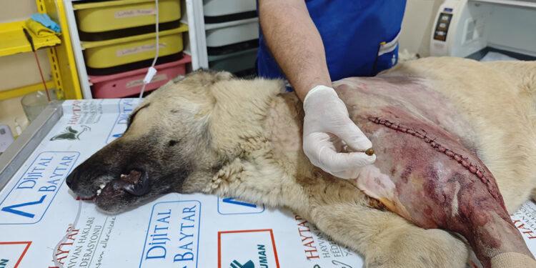 Magandaların tabancayla vurduğu köpek ameliyat edildi