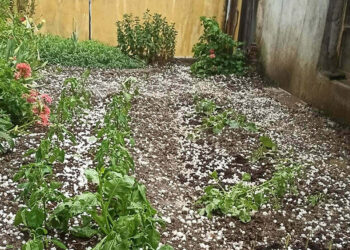 Manisa'da dolu yağışı; tarım arazileri zarar gördü