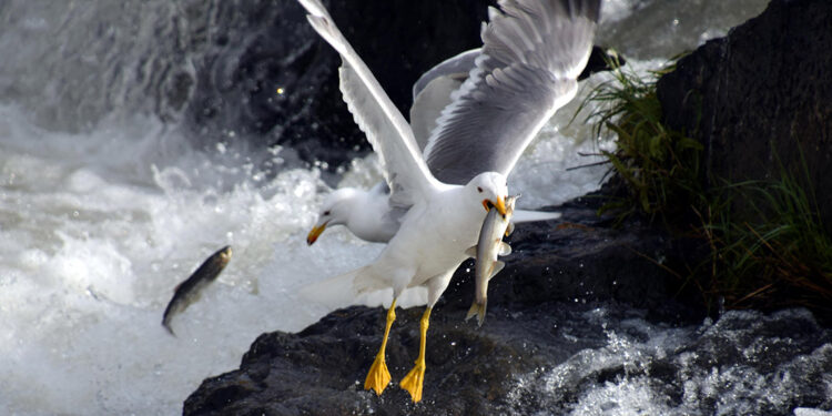 Martılar, avlanması yasak inci kefallerini yakalıyor