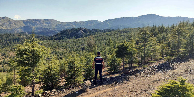 Muğla'da ormanlara giriş yasağı