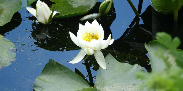 Nilüfer çiçeklerini koparmanın cezası 387 bin 141 TL