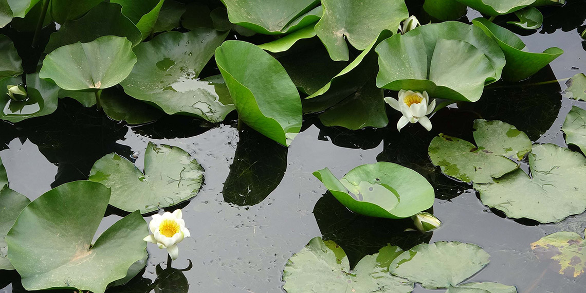 Nilüfer çiçeklerini koparmanın cezası 387 bin 141 TL