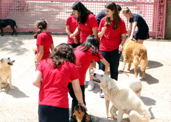 Derya öğretmen ve öğrencileri sokak köpeklerine can oldu