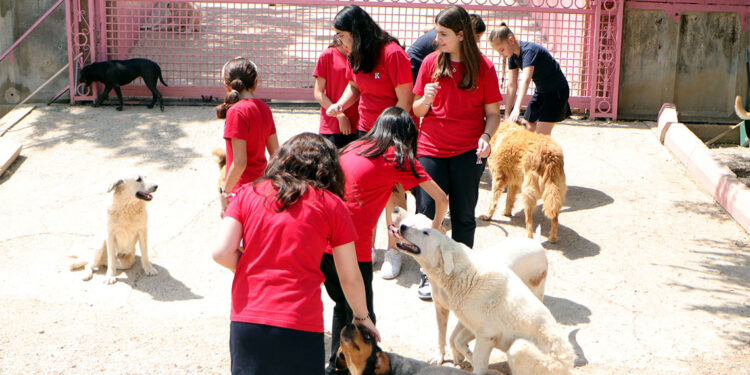 Derya öğretmen ve öğrencileri sokak köpeklerine can oldu