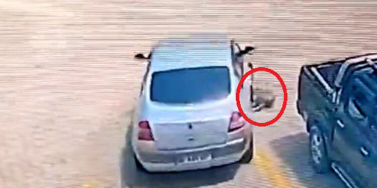 Otomobille köpeği ezen sürücüye 7 bin 216 TL ceza