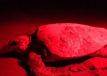 Patara'da caretta yuva rekoru