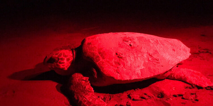 Patara'da caretta yuva rekoru