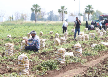 Patates üreticisleri alım fiyatını yüzde 20 artırdı