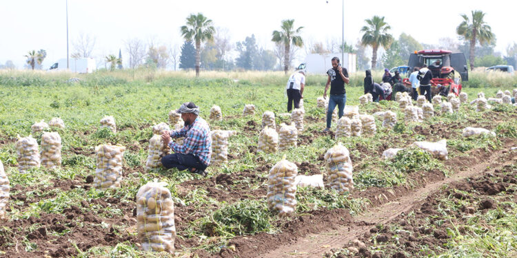 Patates üreticisleri alım fiyatını yüzde 20 artırdı