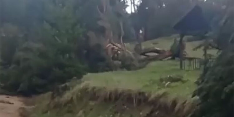 Sivas'ta hortum çıktı; ağaçlar devrildi