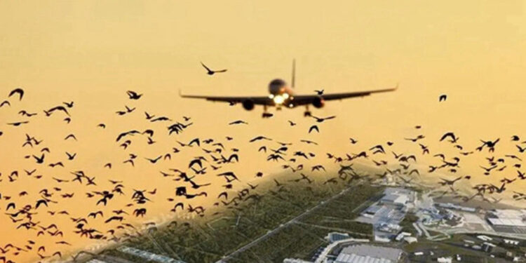 Sabiha Gökçen Havalimanı'nda sığırcıklar pisti sardı