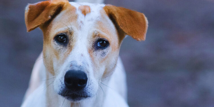 Sahiplenilmeyen hayvanların uyutulacağı haberleri harekete geçirdi
