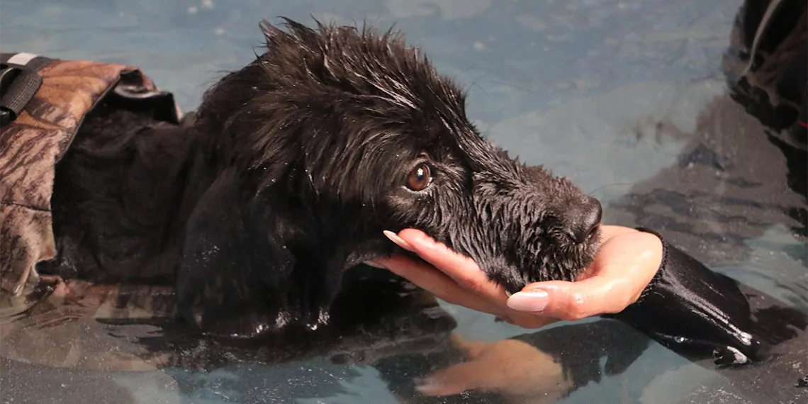 Şiddet mağduru köpek, hidroterapiyle sağlığına kavuştu