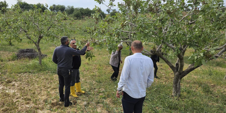 Siirt'te dolu yağışı; sebze ve fıstık bahçeleri zarar gördü