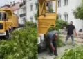 Sivas'ta kuvvetli rüzgarda ağaçlar devrildi