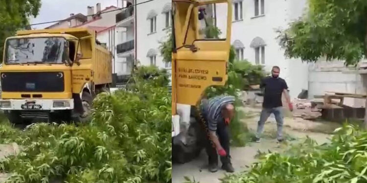 Sivas'ta kuvvetli rüzgarda ağaçlar devrildi