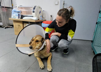 Taksinin çarptığı sokak köpeğinin kalça kemiği kırıldı