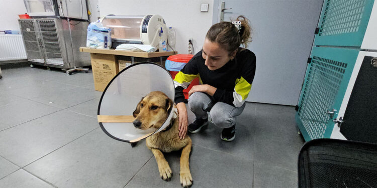 Taksinin çarptığı sokak köpeğinin kalça kemiği kırıldı