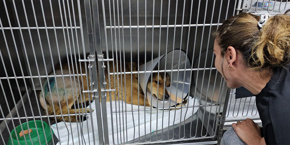 Zonguldak'ın Kozlu ilçesinde taksinin çarptığı sokak köpeğinin kalça kemiği kırıldı.