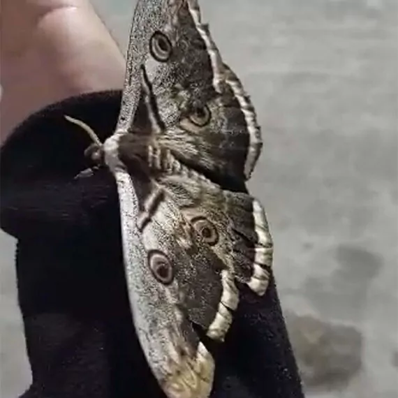 Çanakkale'de, kanat açıklığı 15 santimetre olan ve avrupa'nın en büyük kelebeği olarak bilinen 'tavus kelebeği' görüldü.