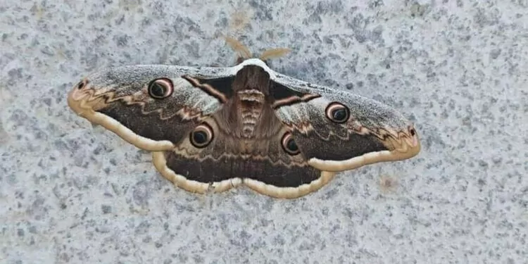 Tavus kelebeğini kanatlarındaki desenler koruyor