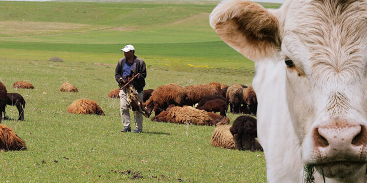 Türkiye'nin büyük ve küçükbaş hayvan varlığı azaldı