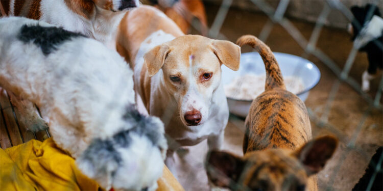 TVHB, sokak hayvanlarının uyutulmasına karşı çıktı