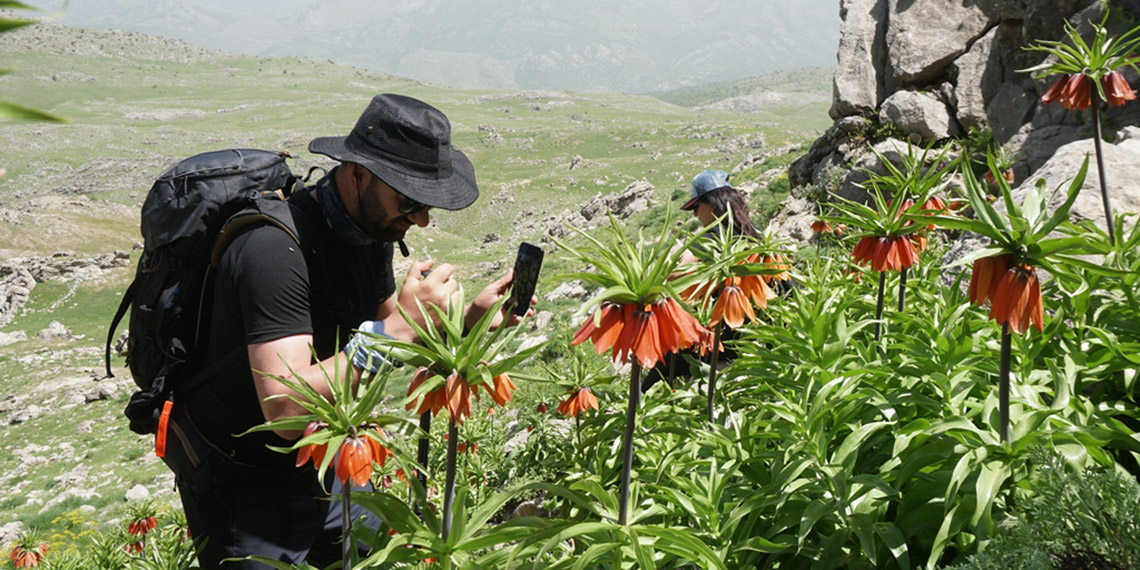 Ters laleleri görmek için Mardin'den gelip, 7 kilometre yürüdüler