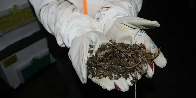 Toplu arı ölümlerinin nedeni gündüz yapılan zirai ilaçlamalar