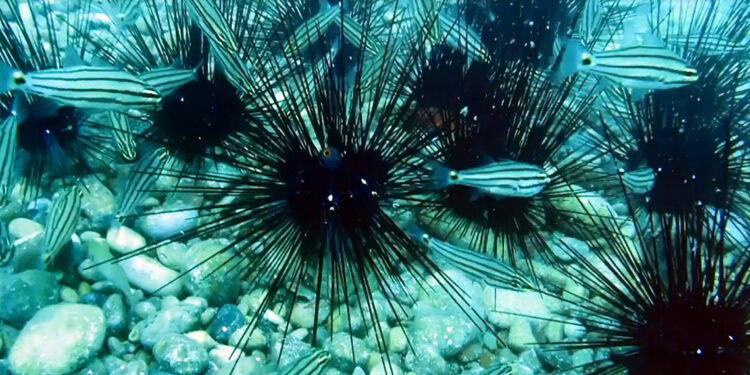 Tükenme noktasına gelen denizkestaneleri yeniden çoğaldı