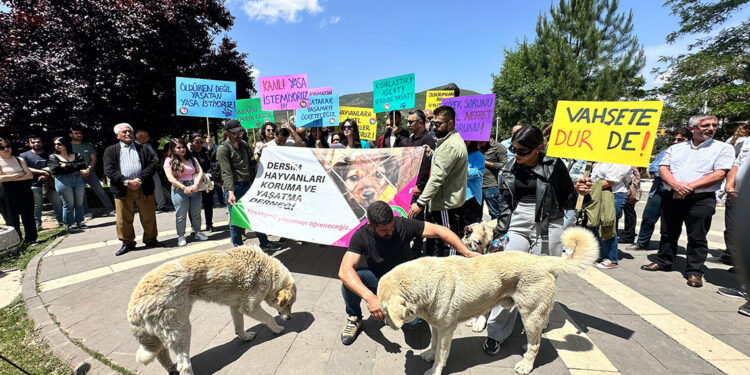 Tunceli’de 'sokak hayvanları uyutulmasın' eylemi