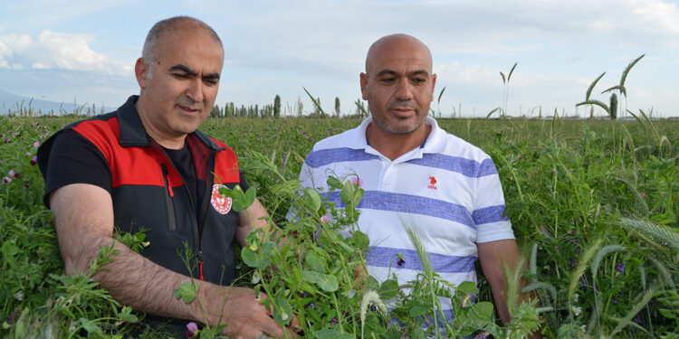 Tuz Gölü Havzası'ndaki çiftçiler, karışım ekimine yöneldi