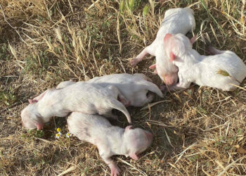 Üniversite öğrencileri çöp konteynerinde 6 yavru köpek buldu