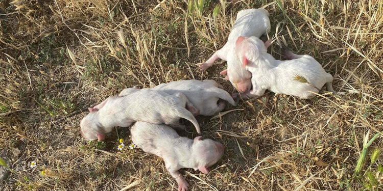 Üniversite öğrencileri çöp konteynerinde 6 yavru köpek buldu