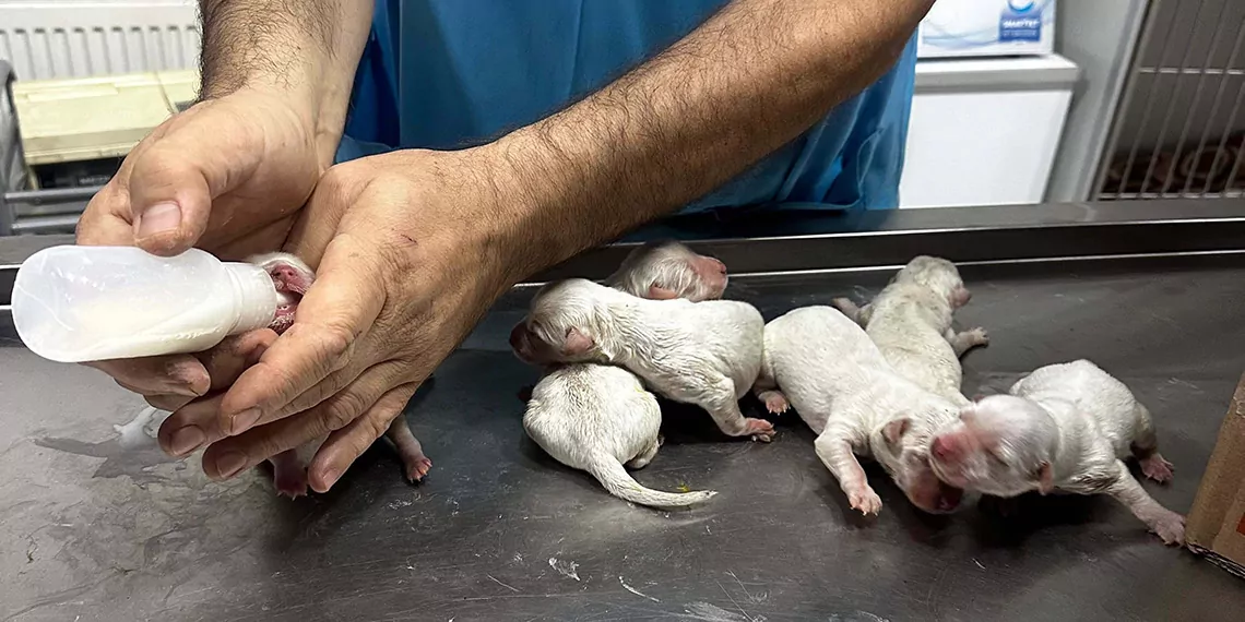 Üniversite öğrencileri çöp konteynerinde 6 yavru köpek buldu