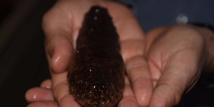 Üretilen deniz patlıcanları, popülasyona katkı sağlıyorlar