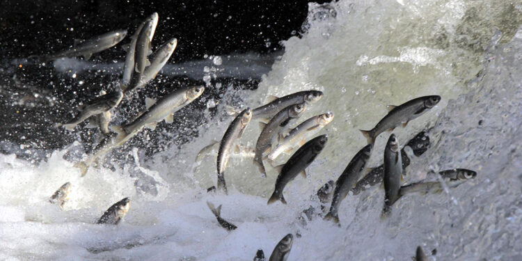 Uzun yıllar sonra inci kefali sağlıklı üreme şansı buldu