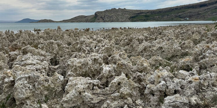 Van Gölü sahilleri mikrobiyalit tarlasına döndü