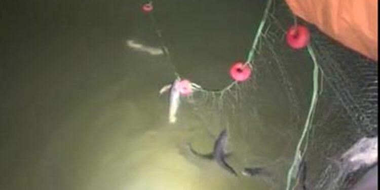 Van Gölü'nde 300 metre ağ ve 300 kilo inci kefali ele geçirildi