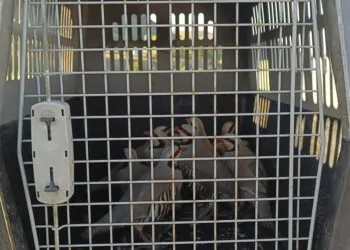 Van'da kaçak keklik avcılarına ceza