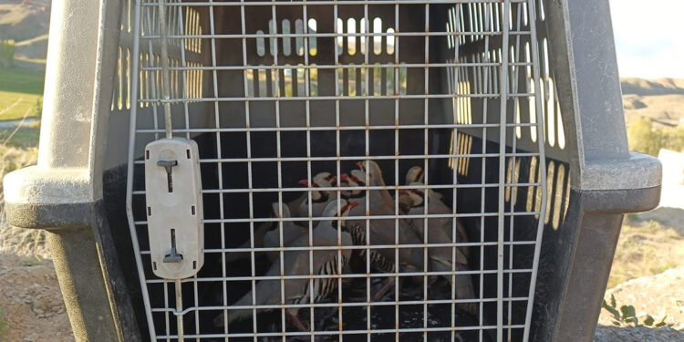 Van'da kaçak keklik avcılarına ceza