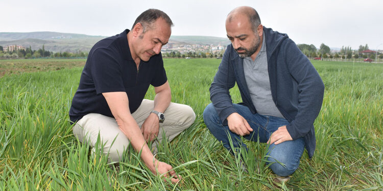 Sivas’ta 'sarı pas hastalığı' alarmı