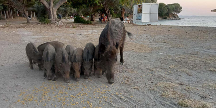 'Yaban domuzlarını beslemeyin' uyarısı
