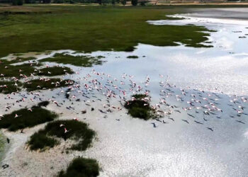 Yarışlı Gölü'nün misafirleri flamingolar, dronla görüntülendi
