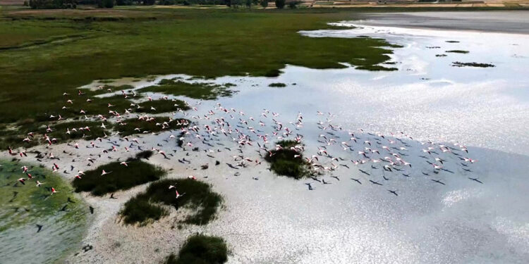 Yarışlı Gölü'nün misafirleri flamingolar, dronla görüntülendi