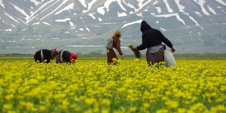 Yüksekovalı kadınların baharda 'ot' mesaisi