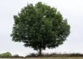 Hayat ağacı