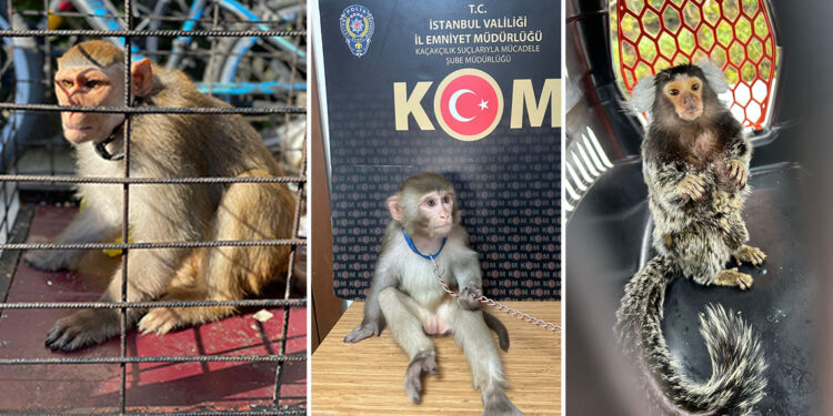 565 hayvan ele geçirildi; gözaltına alındılar